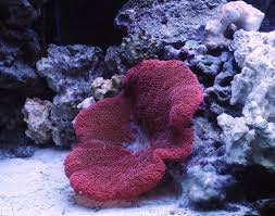 Anemone: Saddle; Red