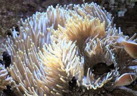 Anemone: Sebae; Tonga