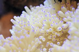 Anemone: Sebae; White; Fiji