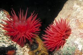 Anemone: Waratah; Red; Aus.