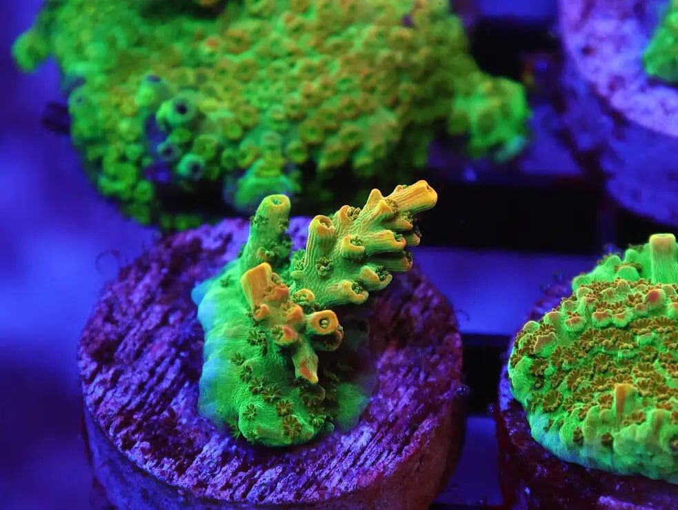 SDC Acro: TSA Dan Aykroyd Cult