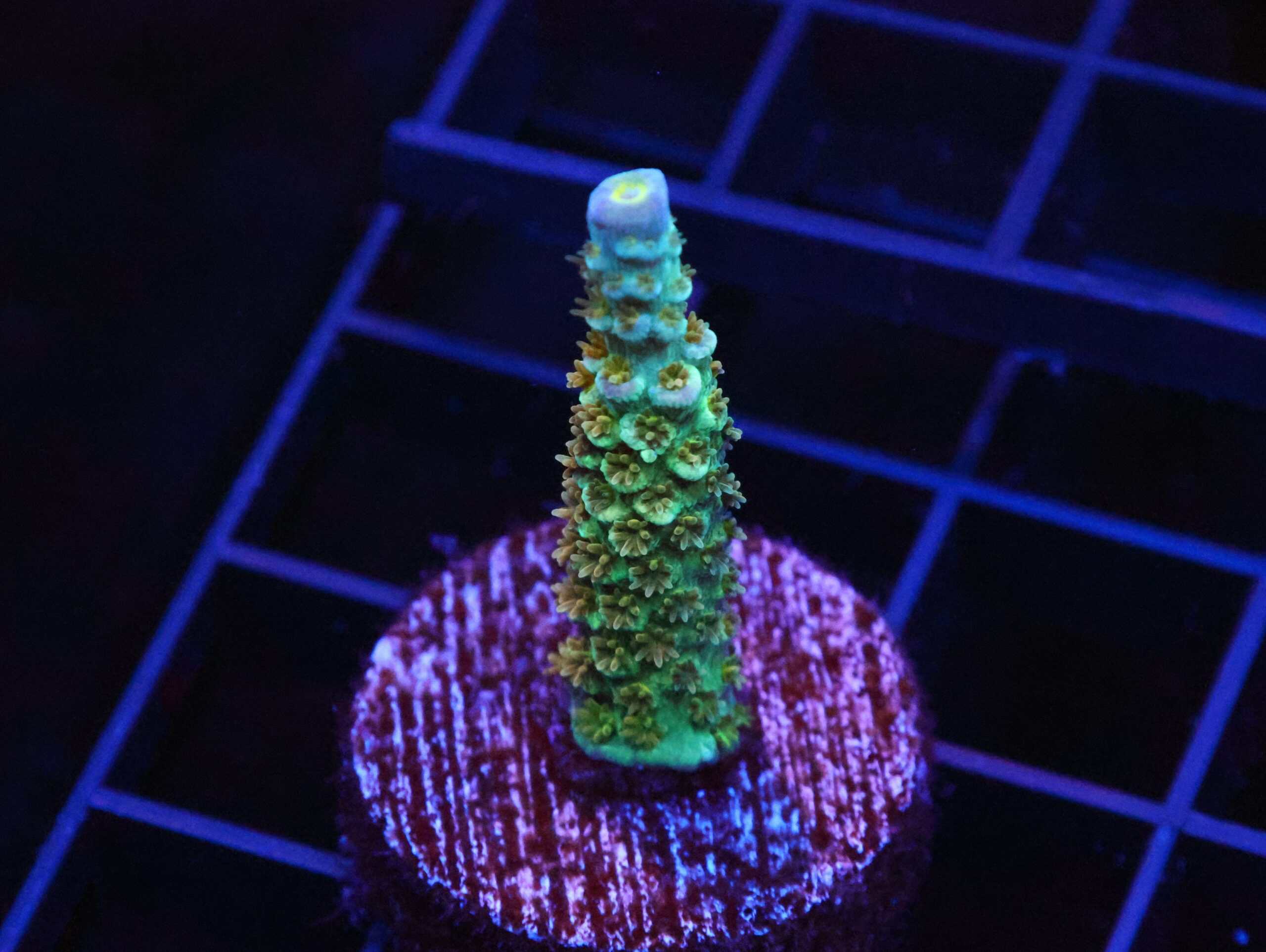 SDC Acro: Sponge Bob Cult