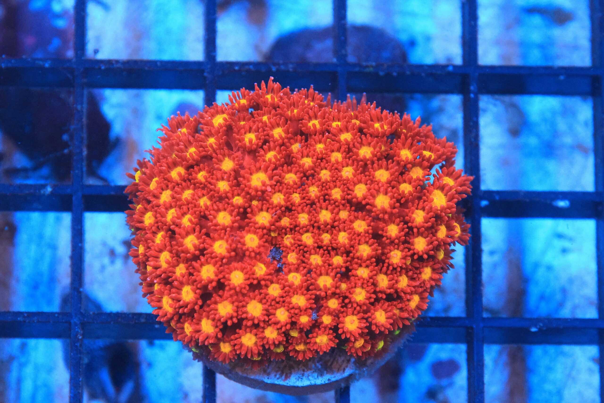 SDC Bernardpora: Rainbow Cult