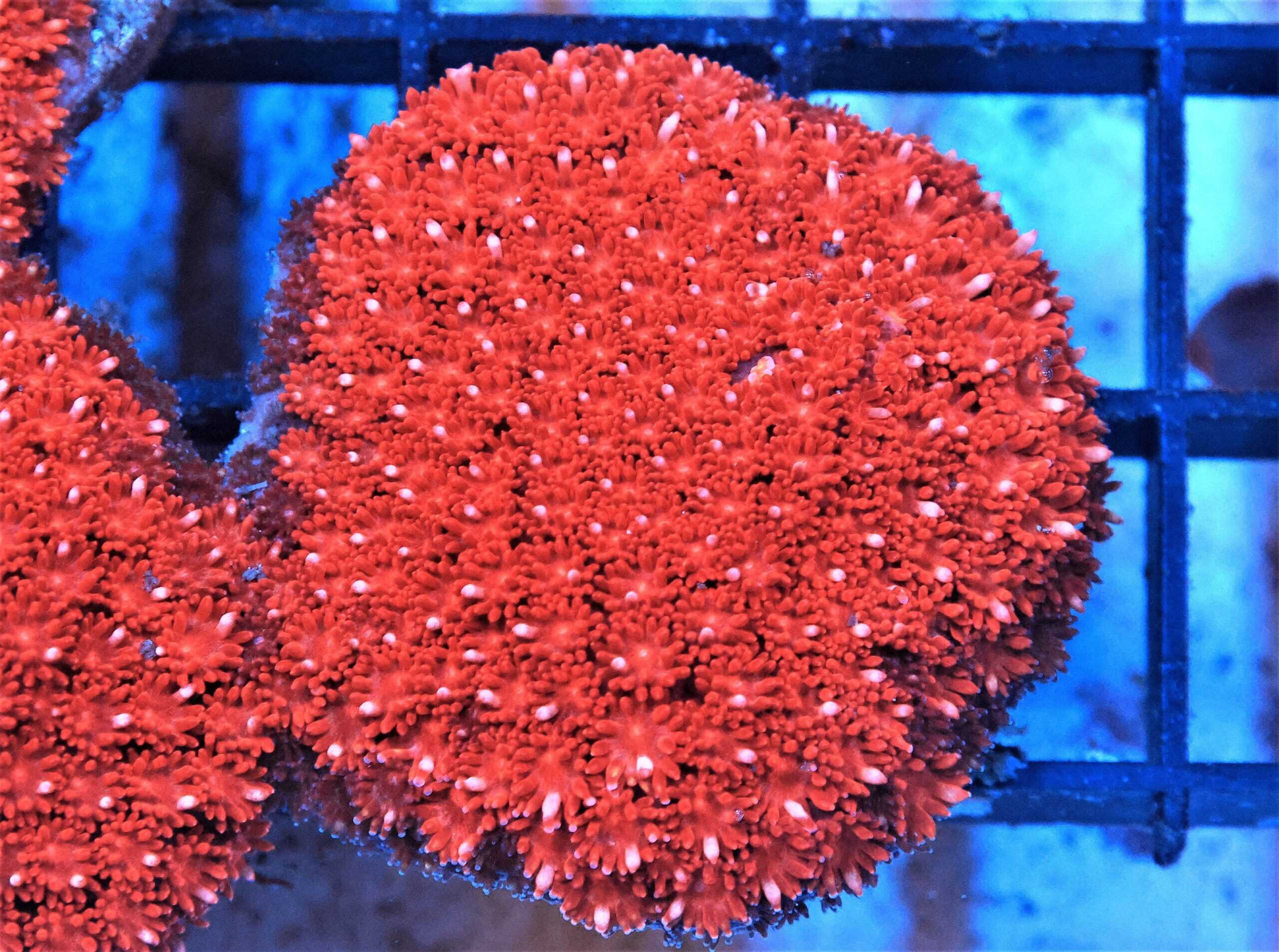 SDC Bernardpora: Red Super Cult