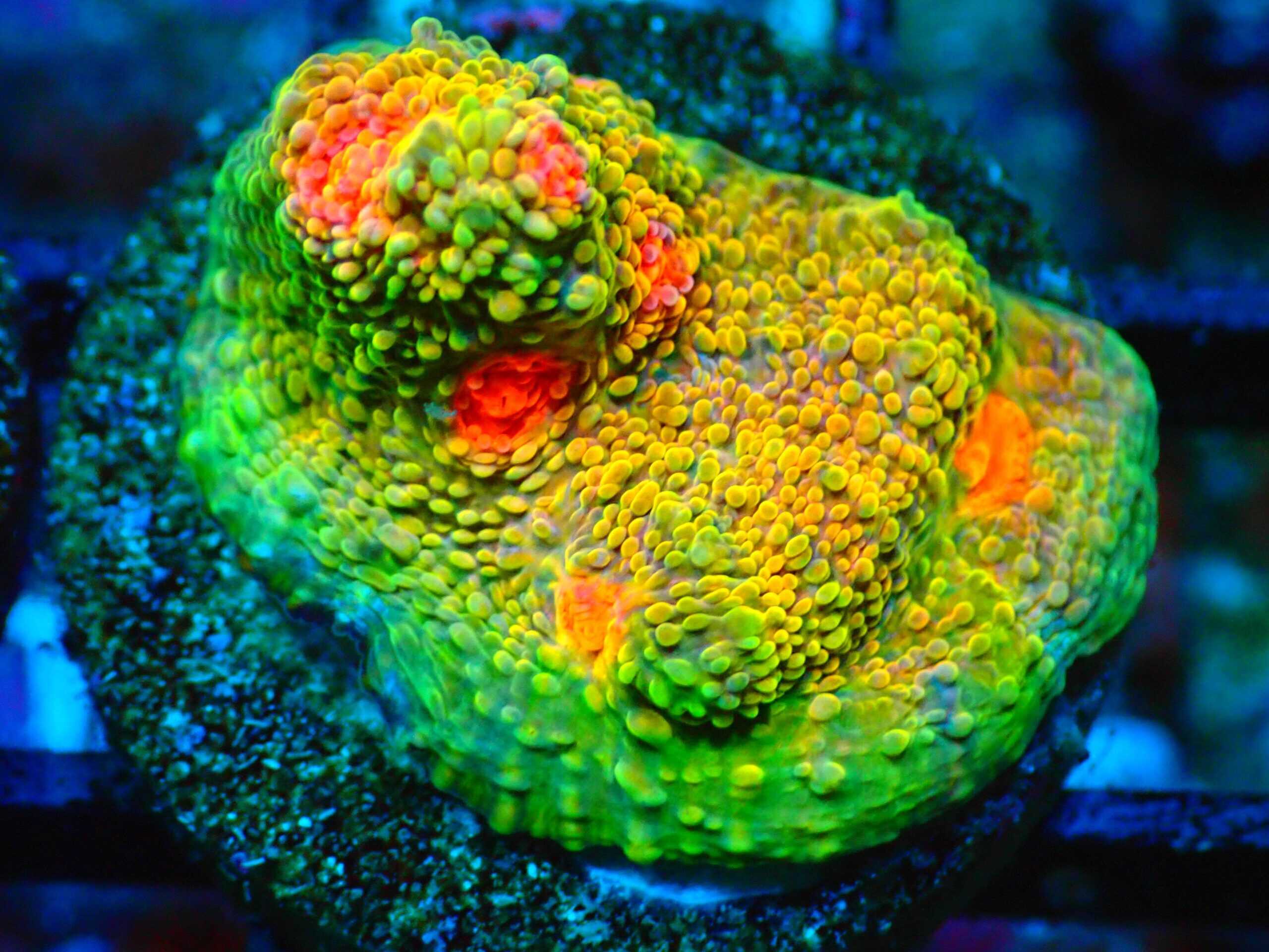 SDC Chalice: Mummy Eye Cult