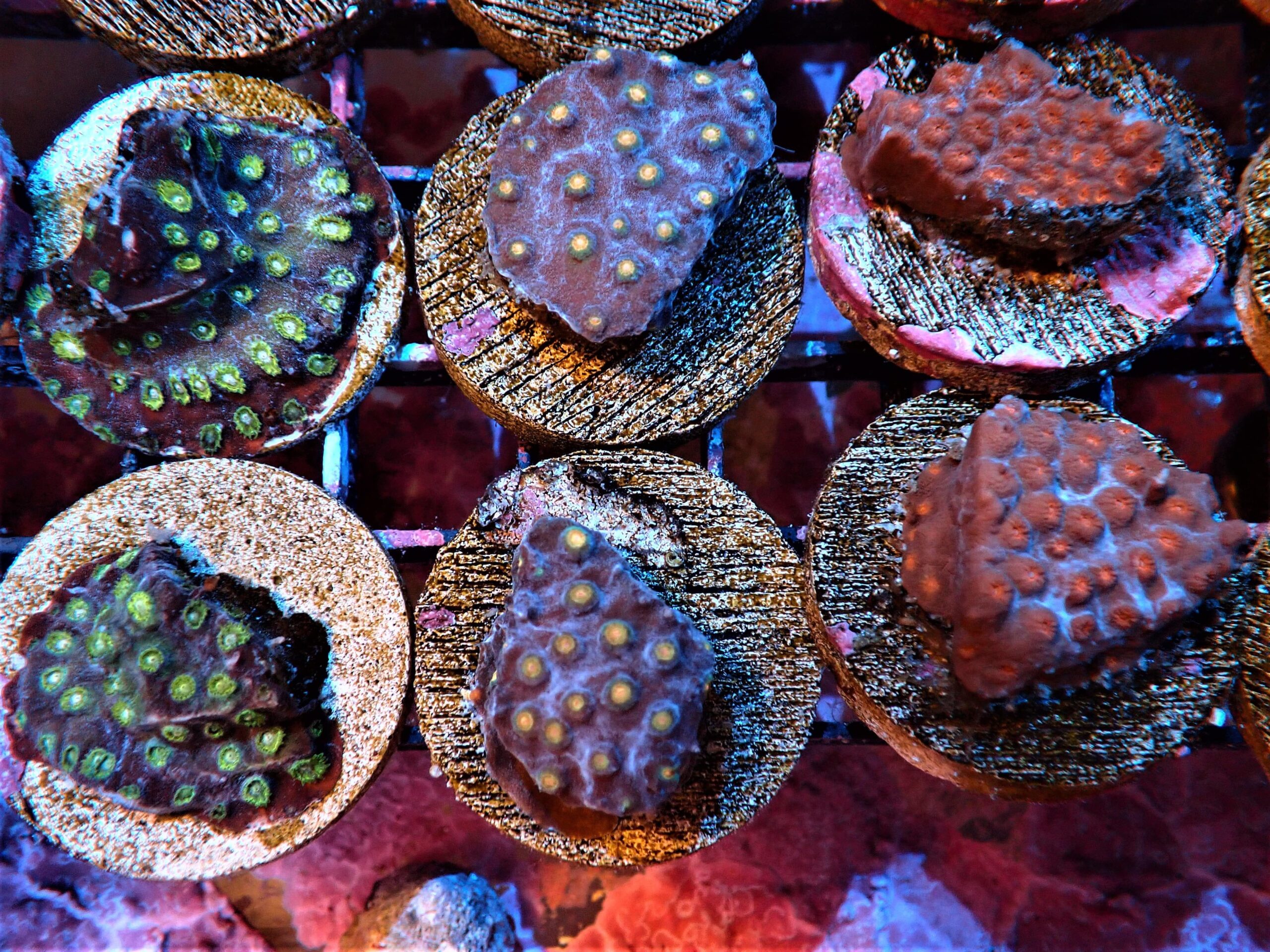 SDC Cyphastrea: Asst. Color Cult