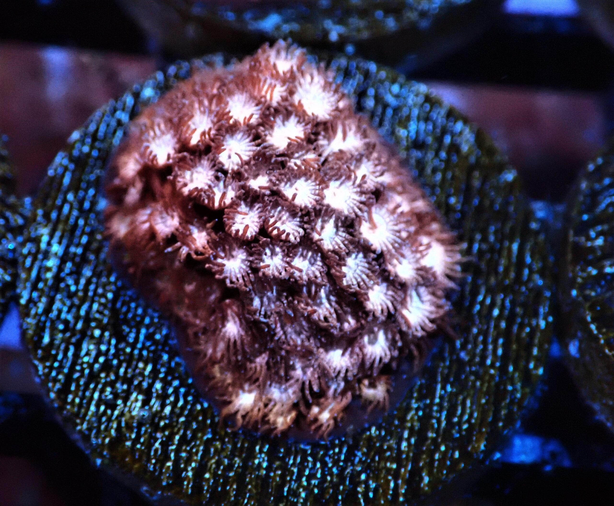 SDC Cyphastrea: Pink Hibiscus Cult