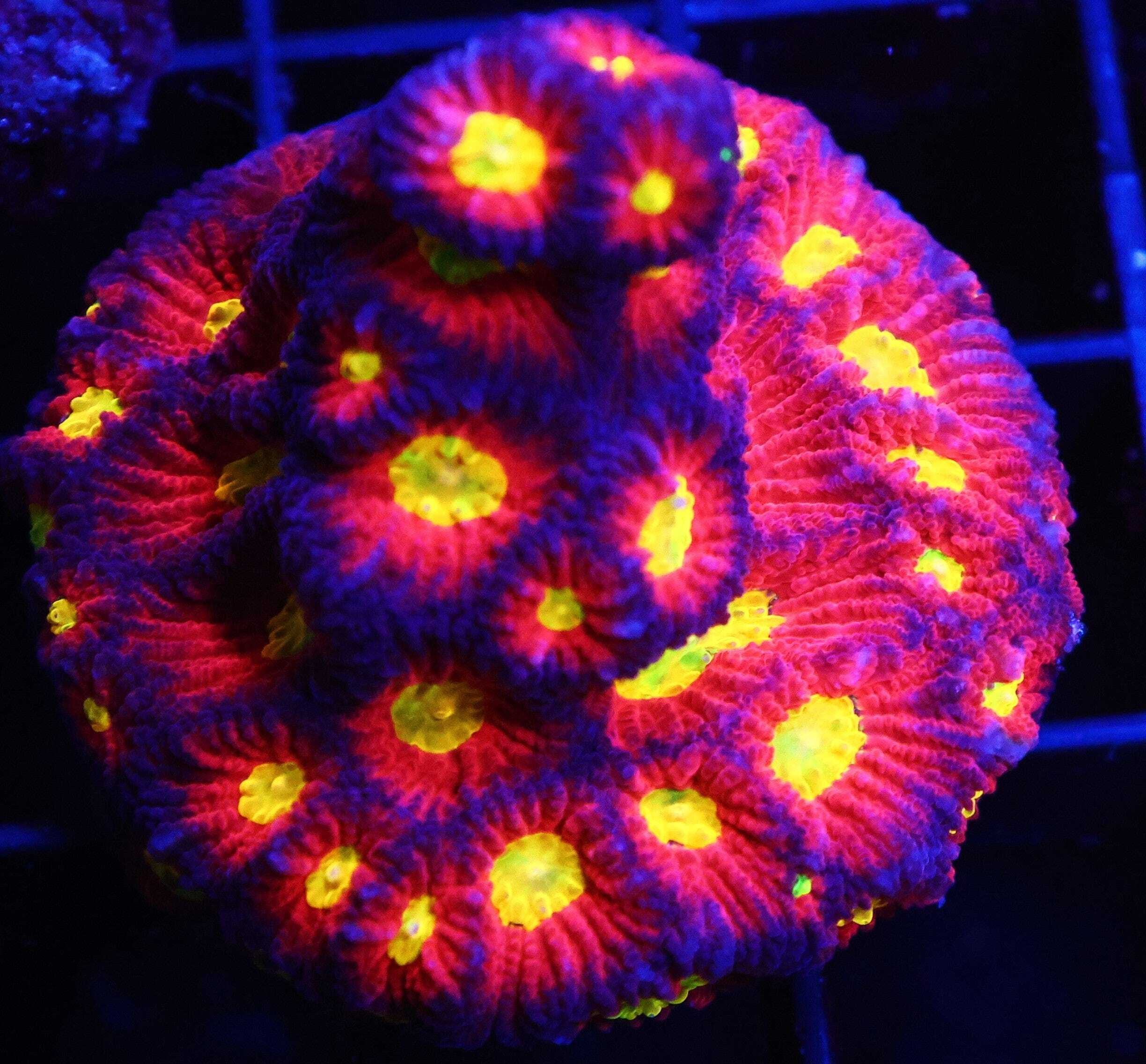 SDC Favites: Raging Bull Cult