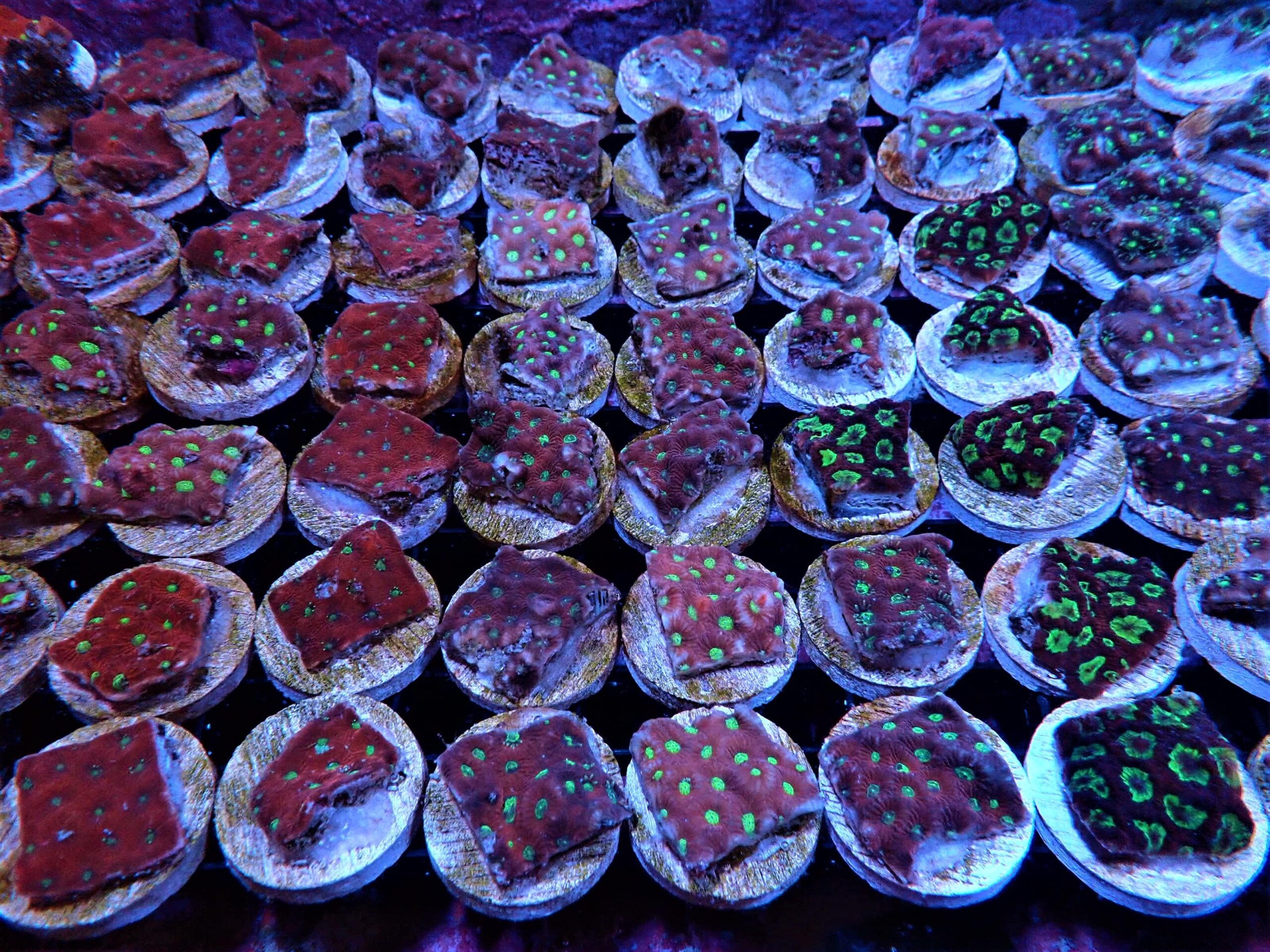 SDC Favites: Red War Spr Cult