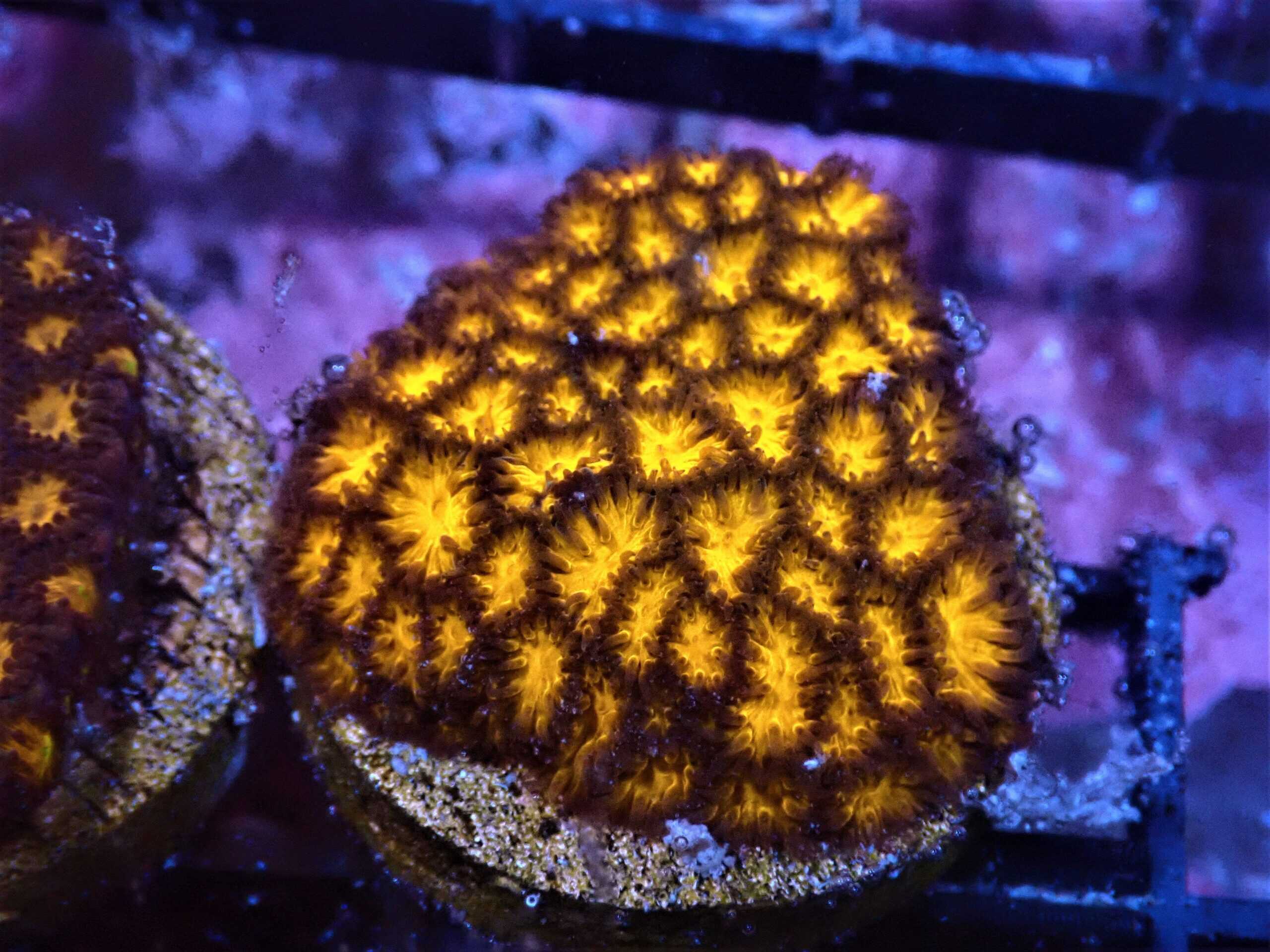 SDC Leptastrea: Orange Cult