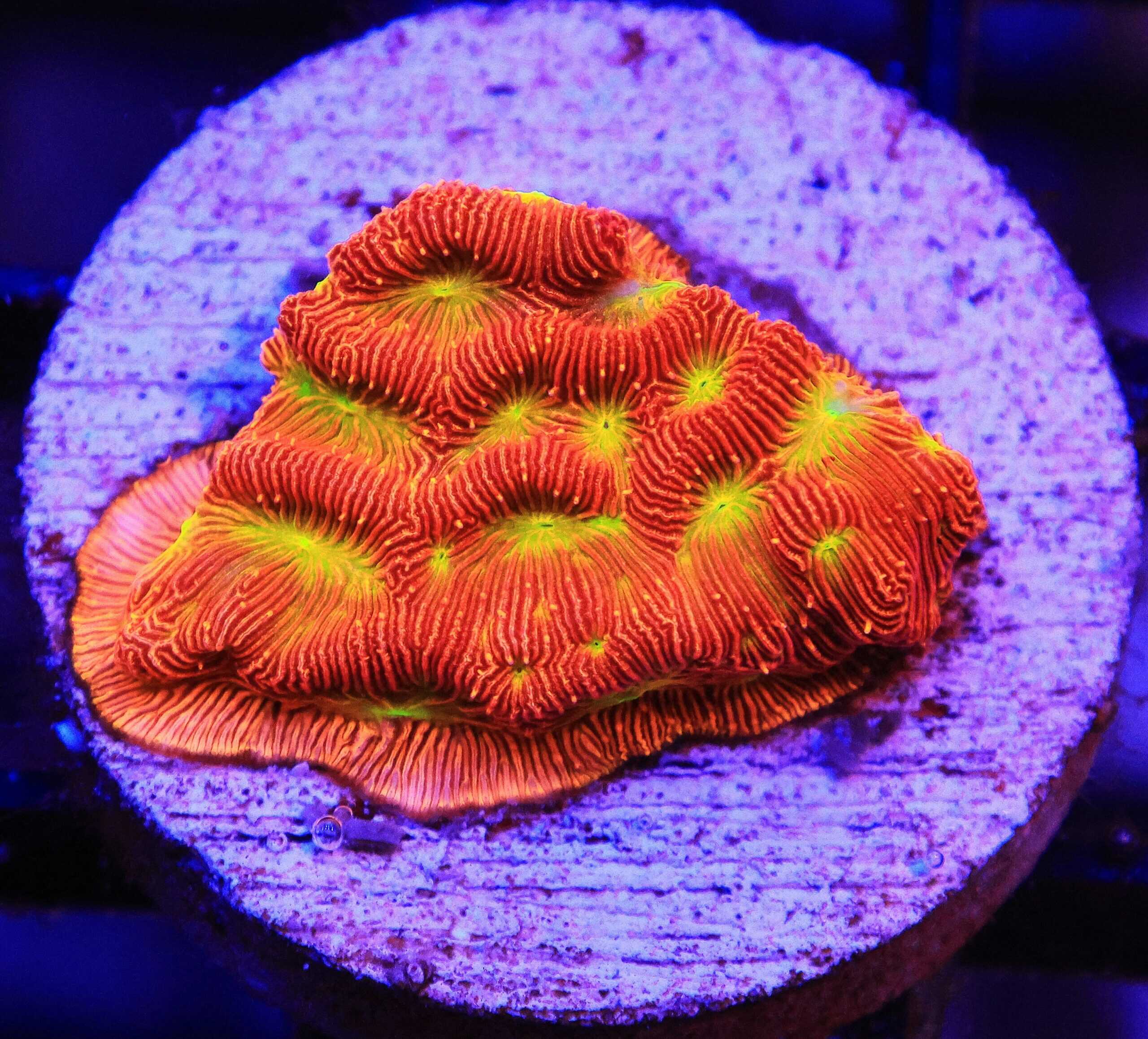 SDC Leptoseris: Jack-O-Lantern