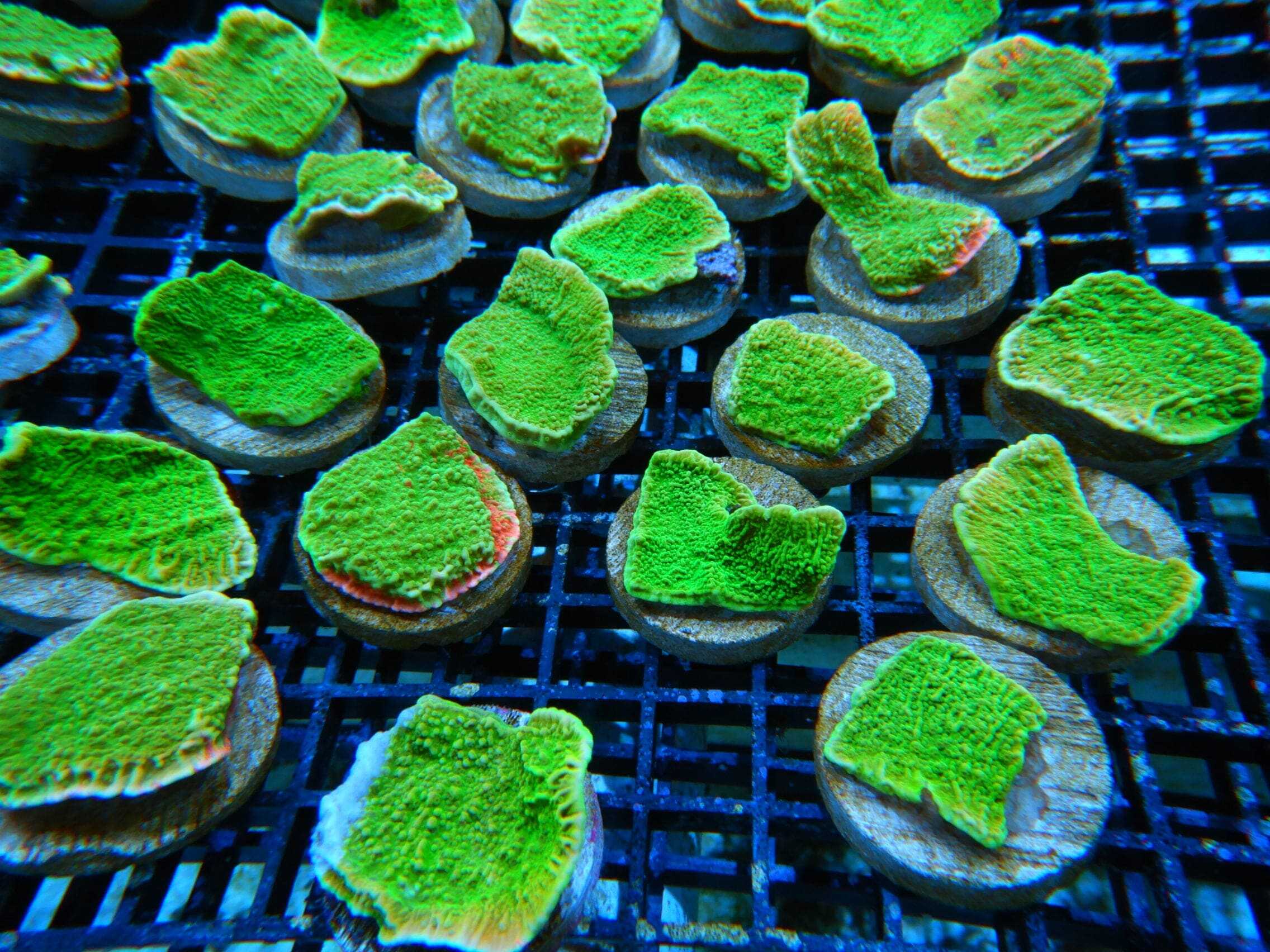 SDC Monti: Gr Apple Cap Cult