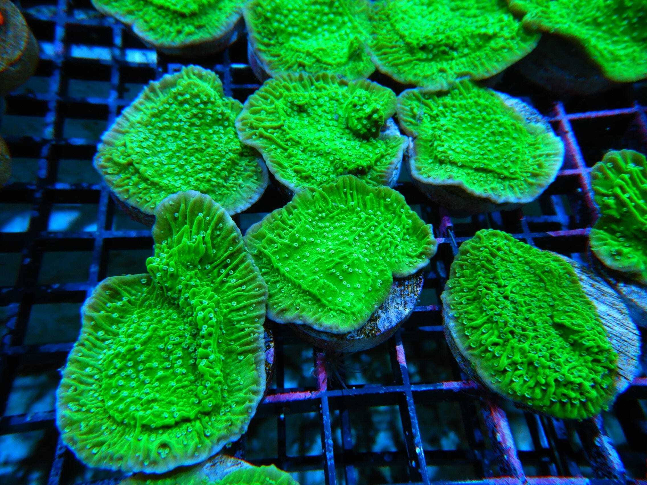 SDC Monti: Snow Cap Cap Cult