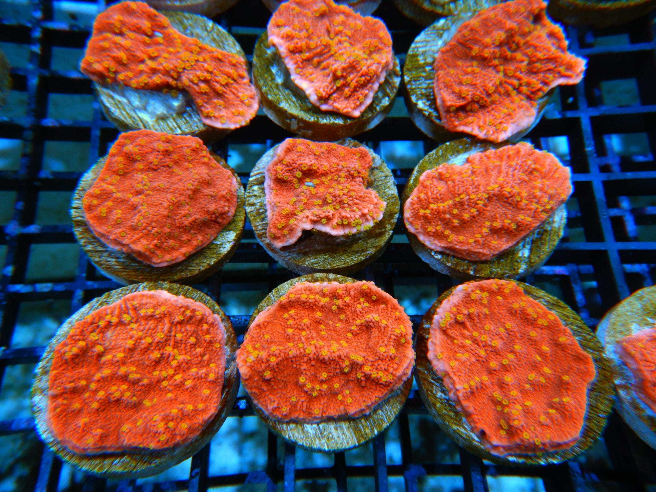 SDC Monti: Starburst Cap Cult