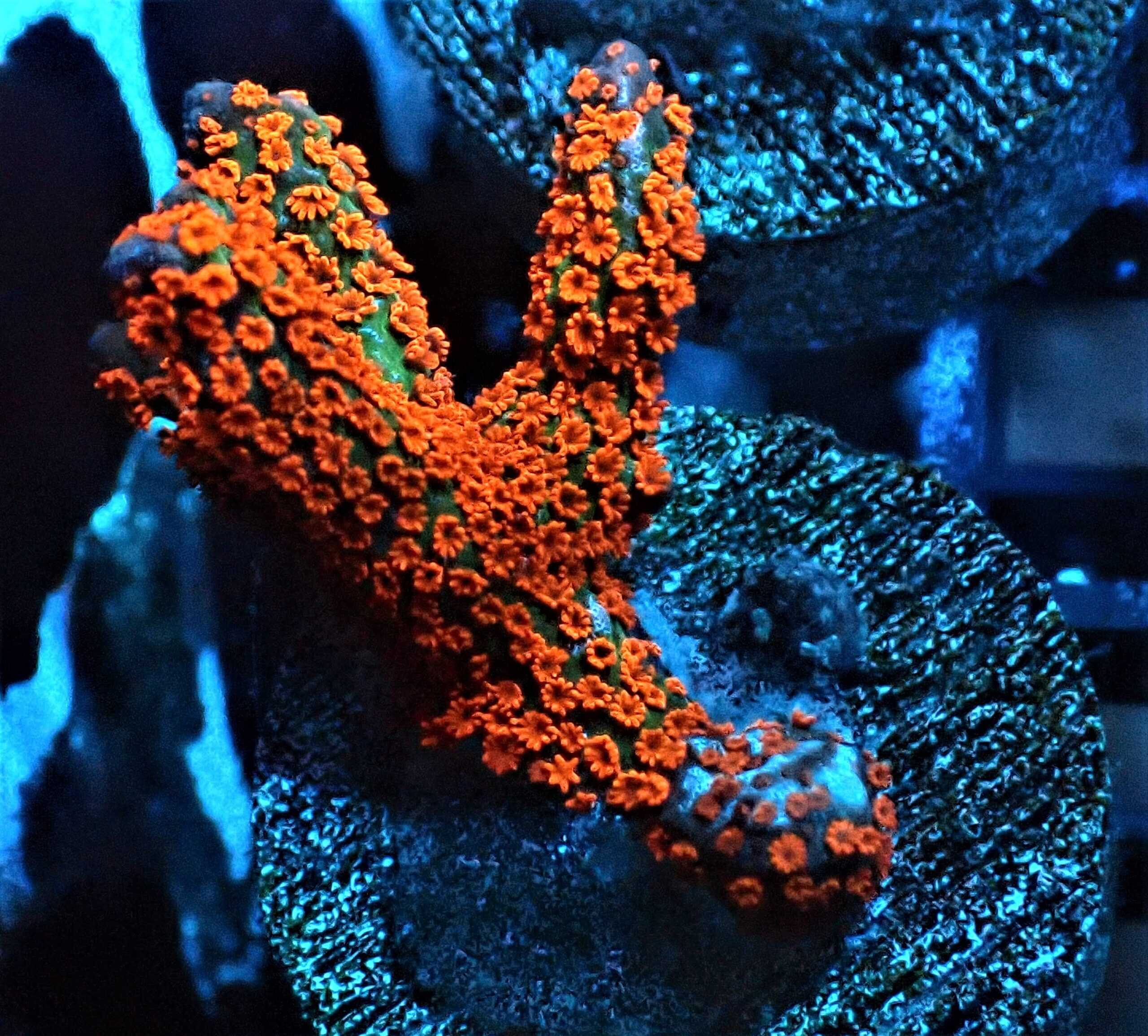 SDC Monti: Forest Fire Digi Cul