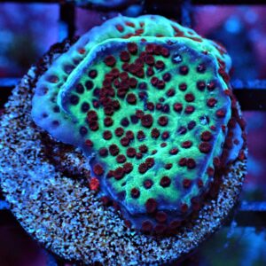 SDC Monti: Jedi MindTrick Cult