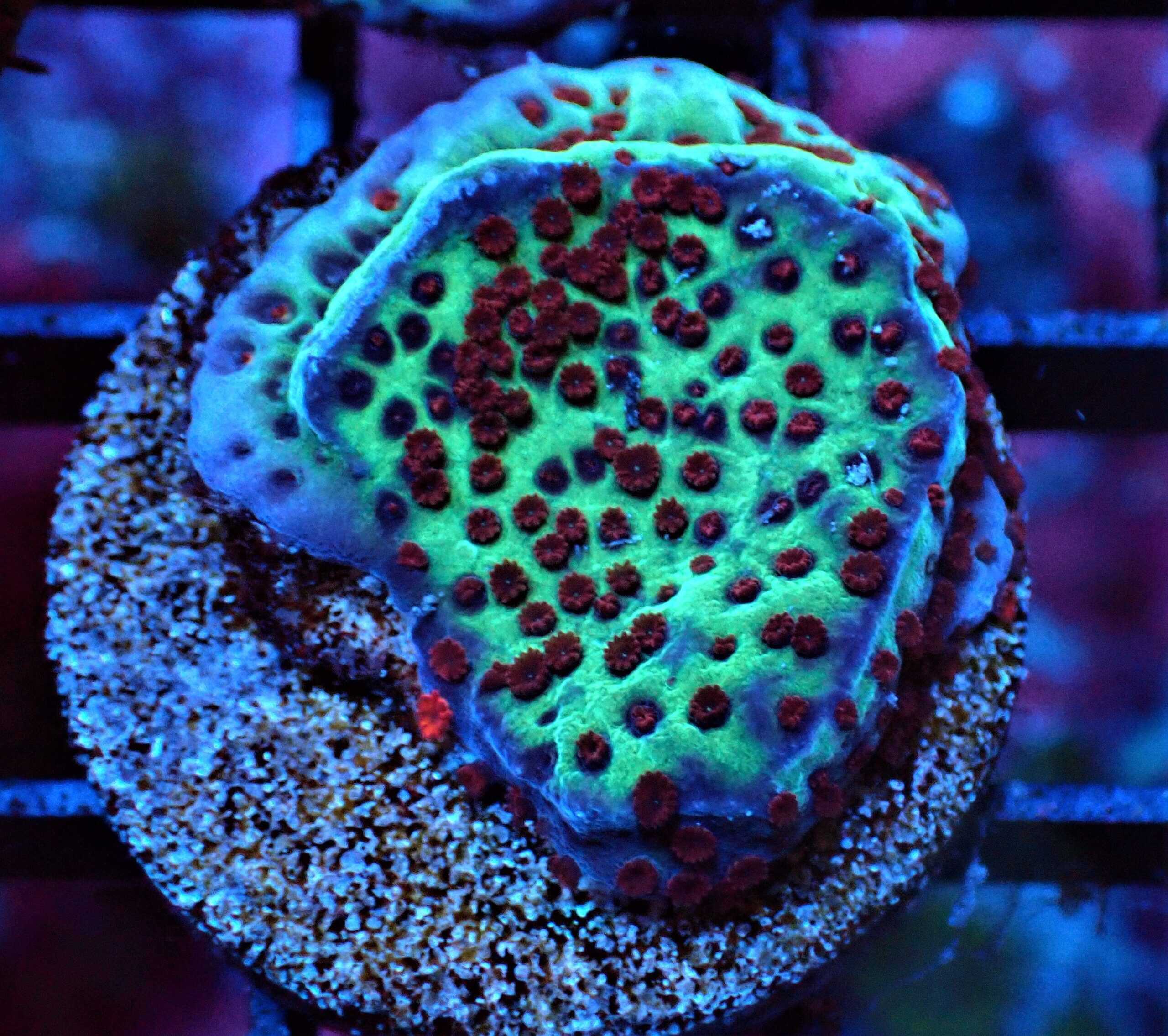 SDC Monti: Jedi MindTrick Cult