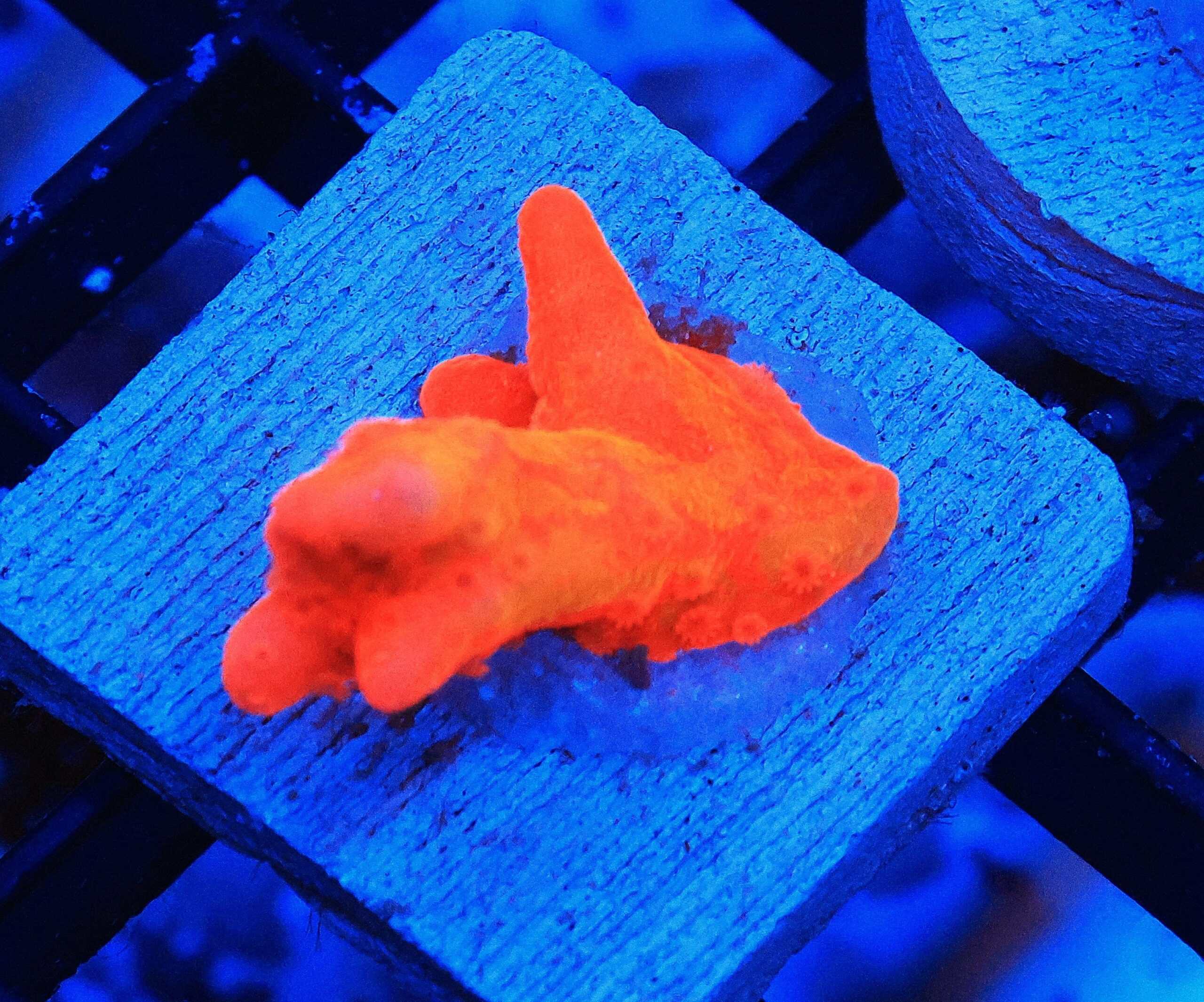 SDC Monti: Orange Setosa Cult