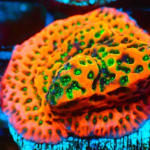 SDC Monti: Tropic Thunder Cult