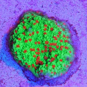 SDC Monti: Season Greetings Cul