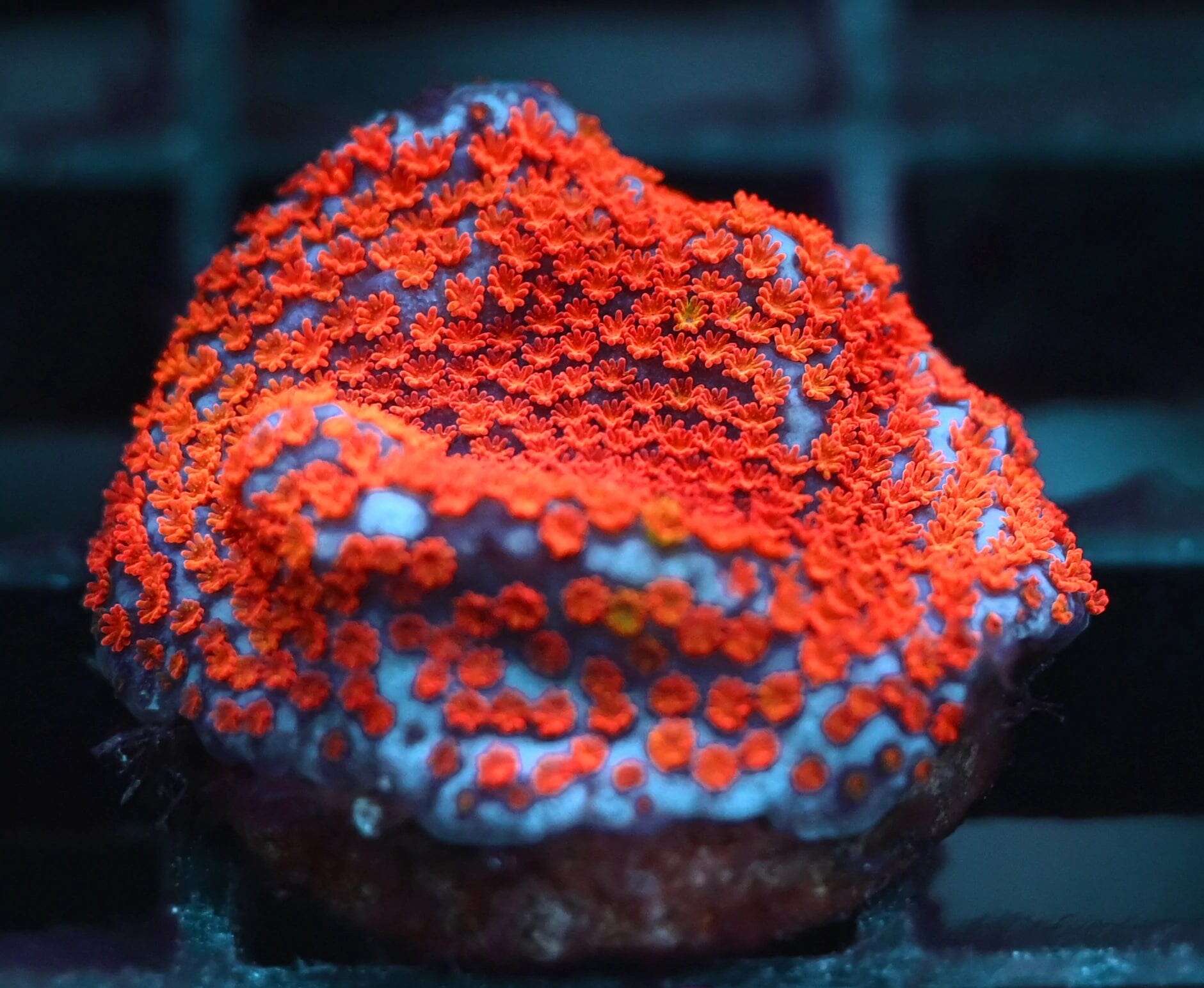 SDC Monti: Superman Cult