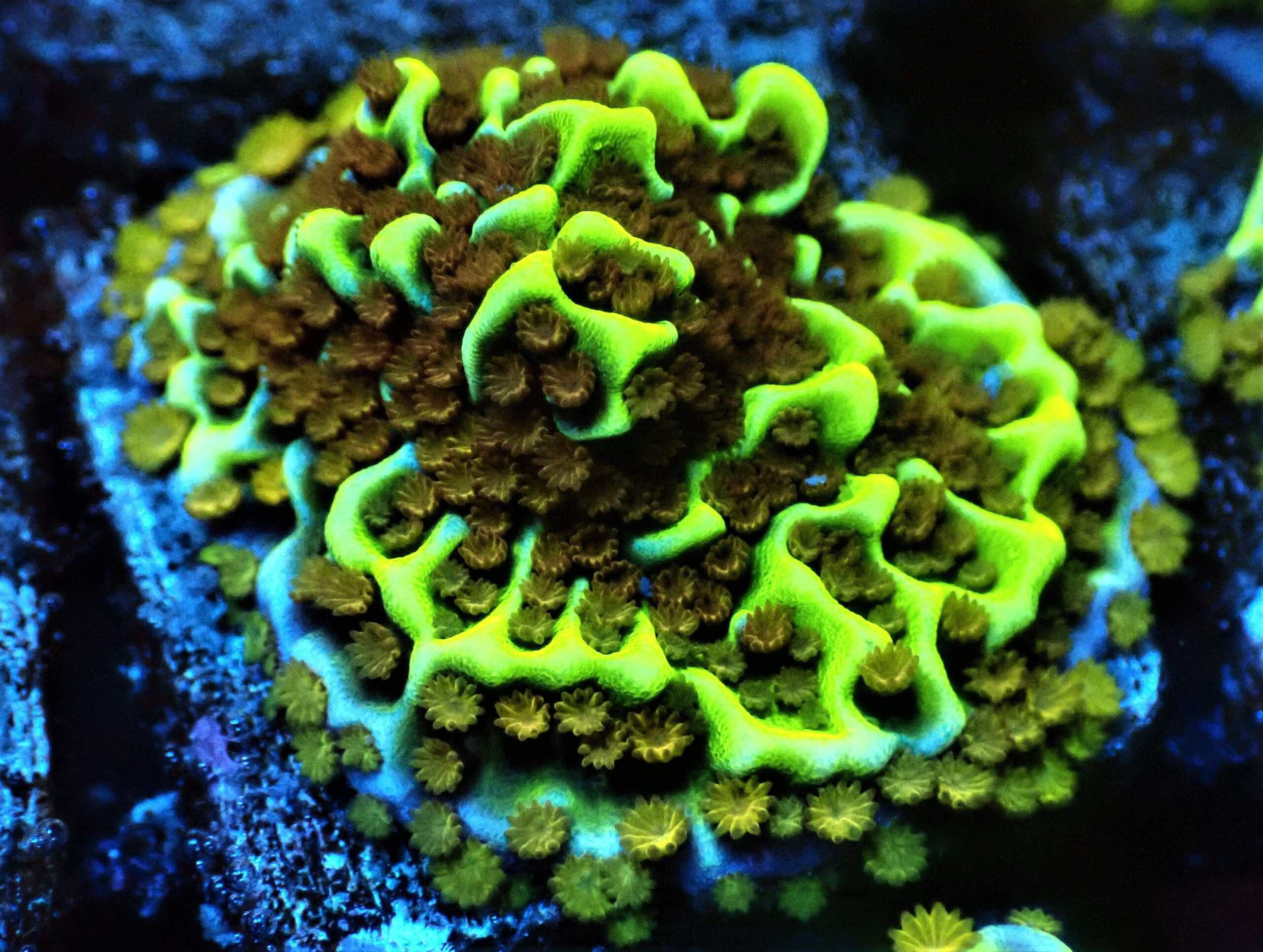 SDC Monti: Yoda Cult