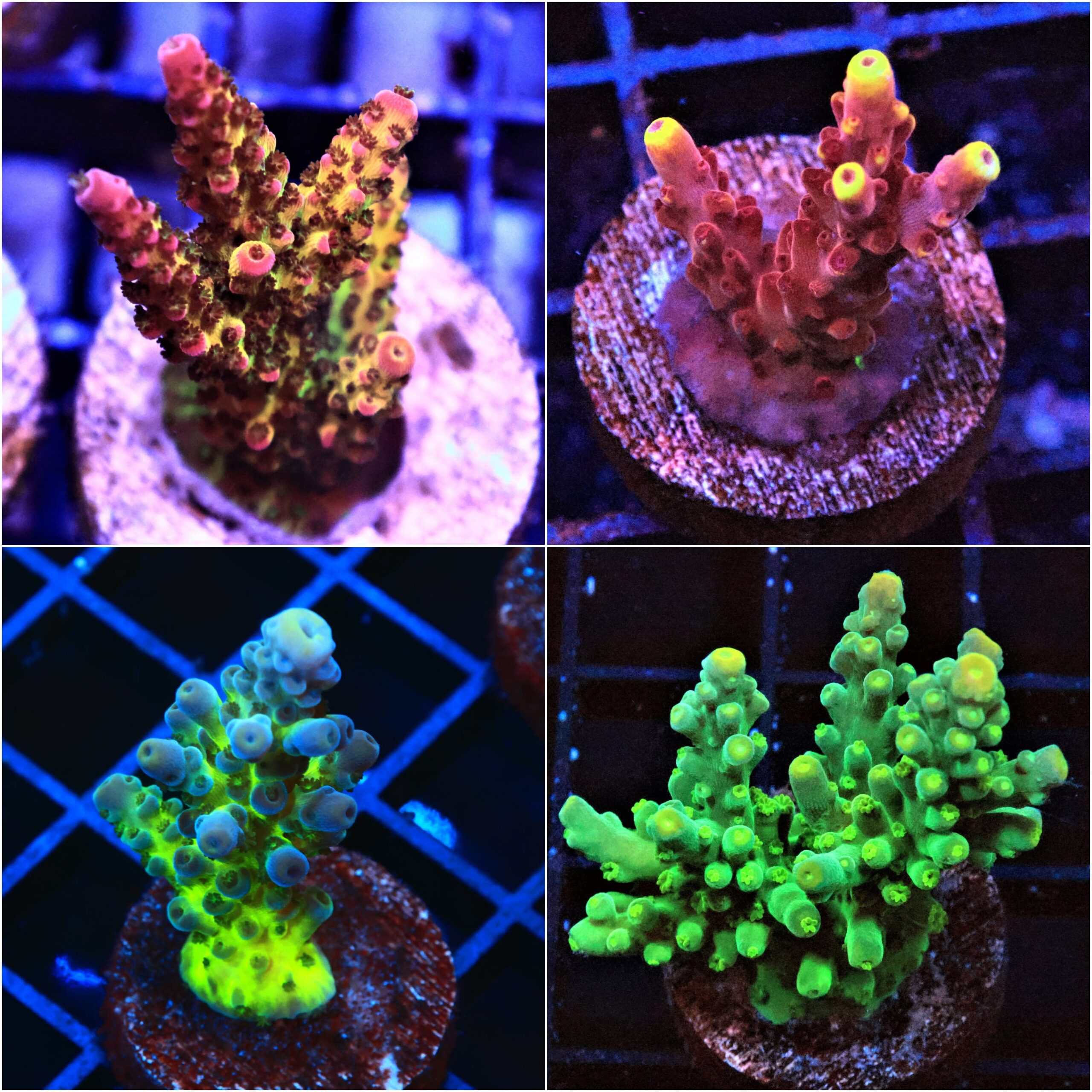 SDC Pack: Cult Prem Coral Frag