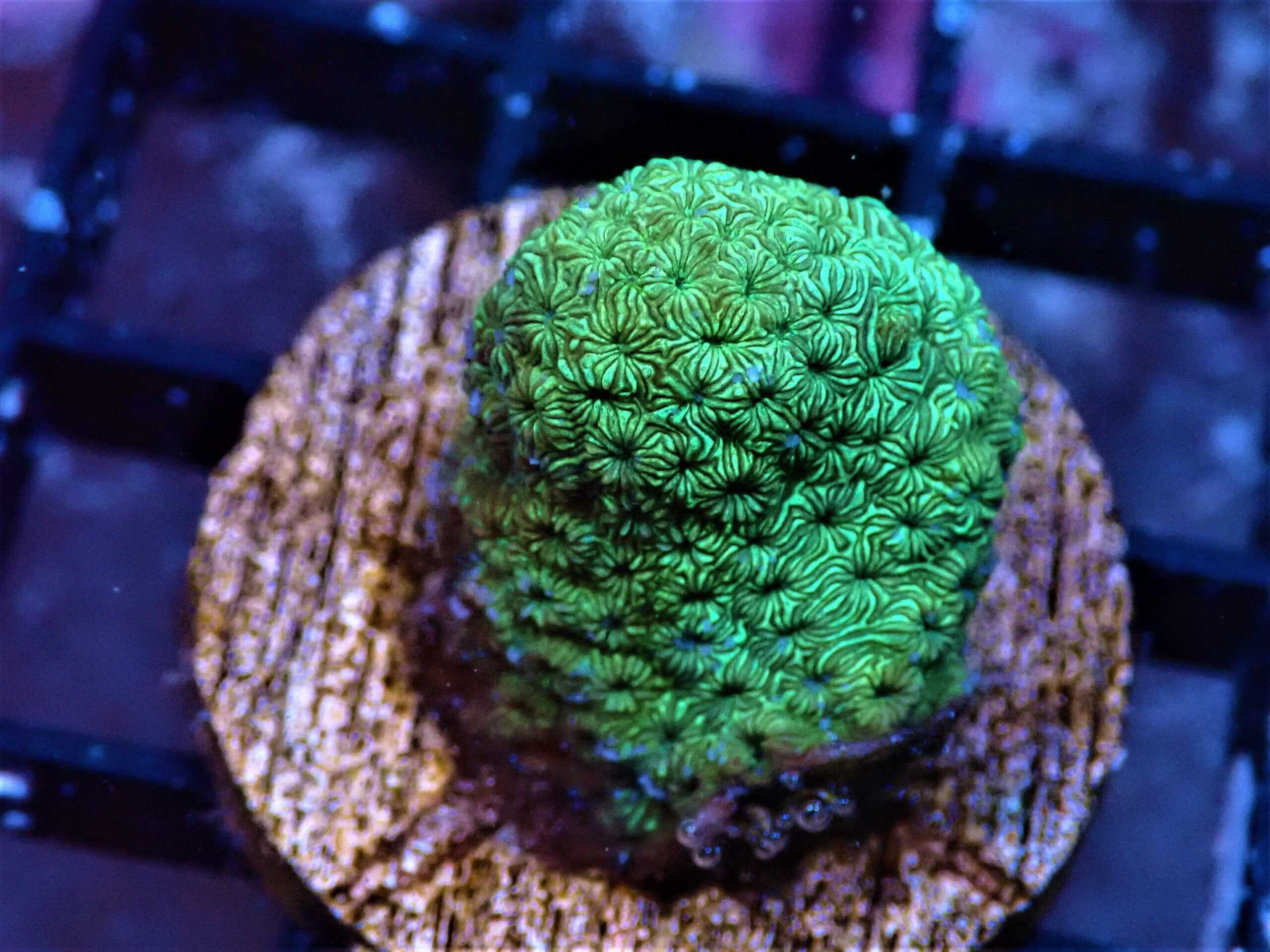 SDC Pavona: Grn Mald Cult