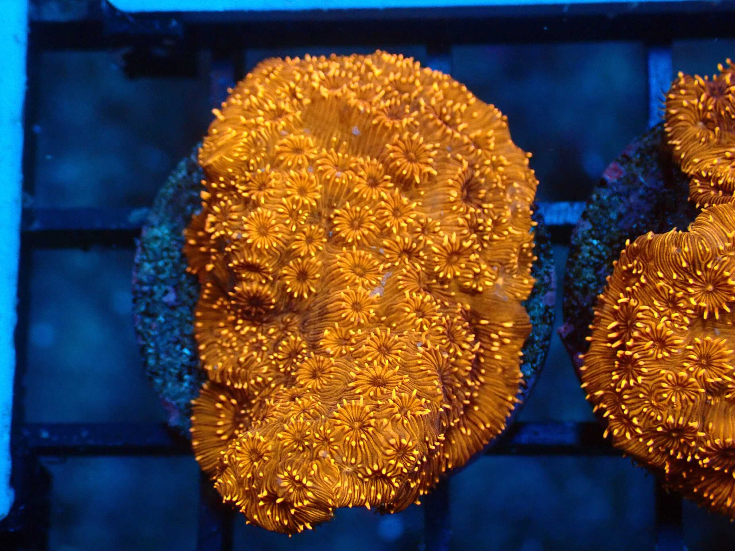 SDC Pavona: Orange Mal Cult