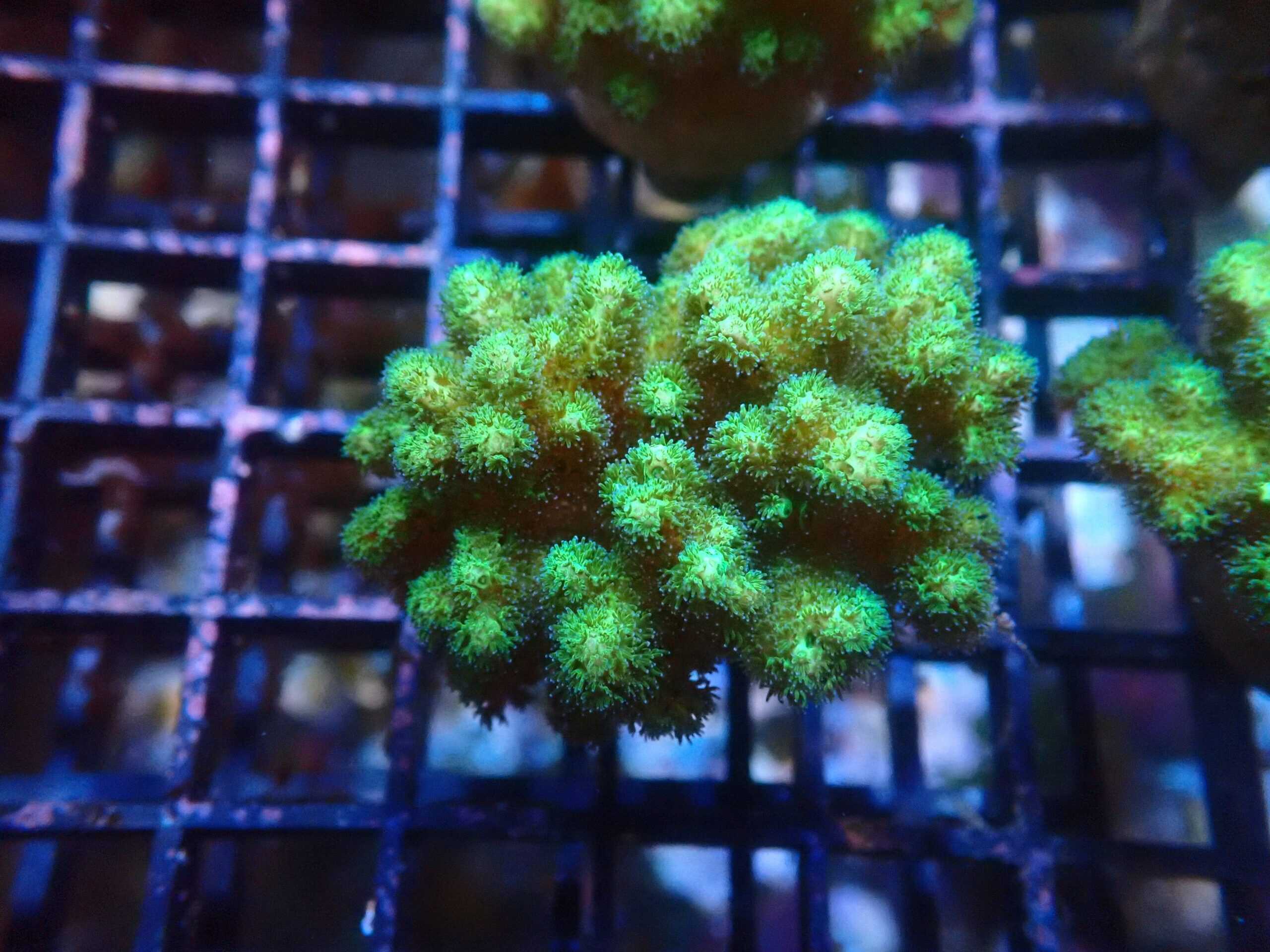 SDC Pocillopora: Grn Super Cult