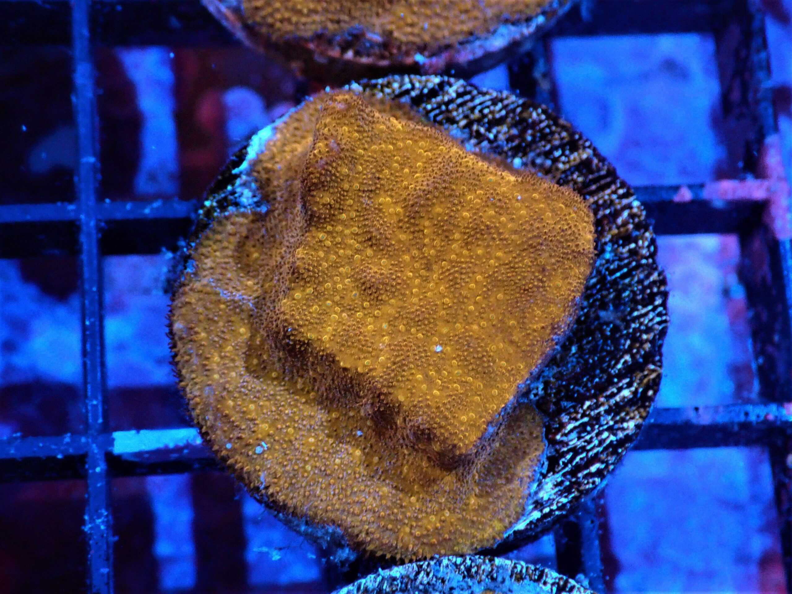 SDC Psamma: Orange Cult