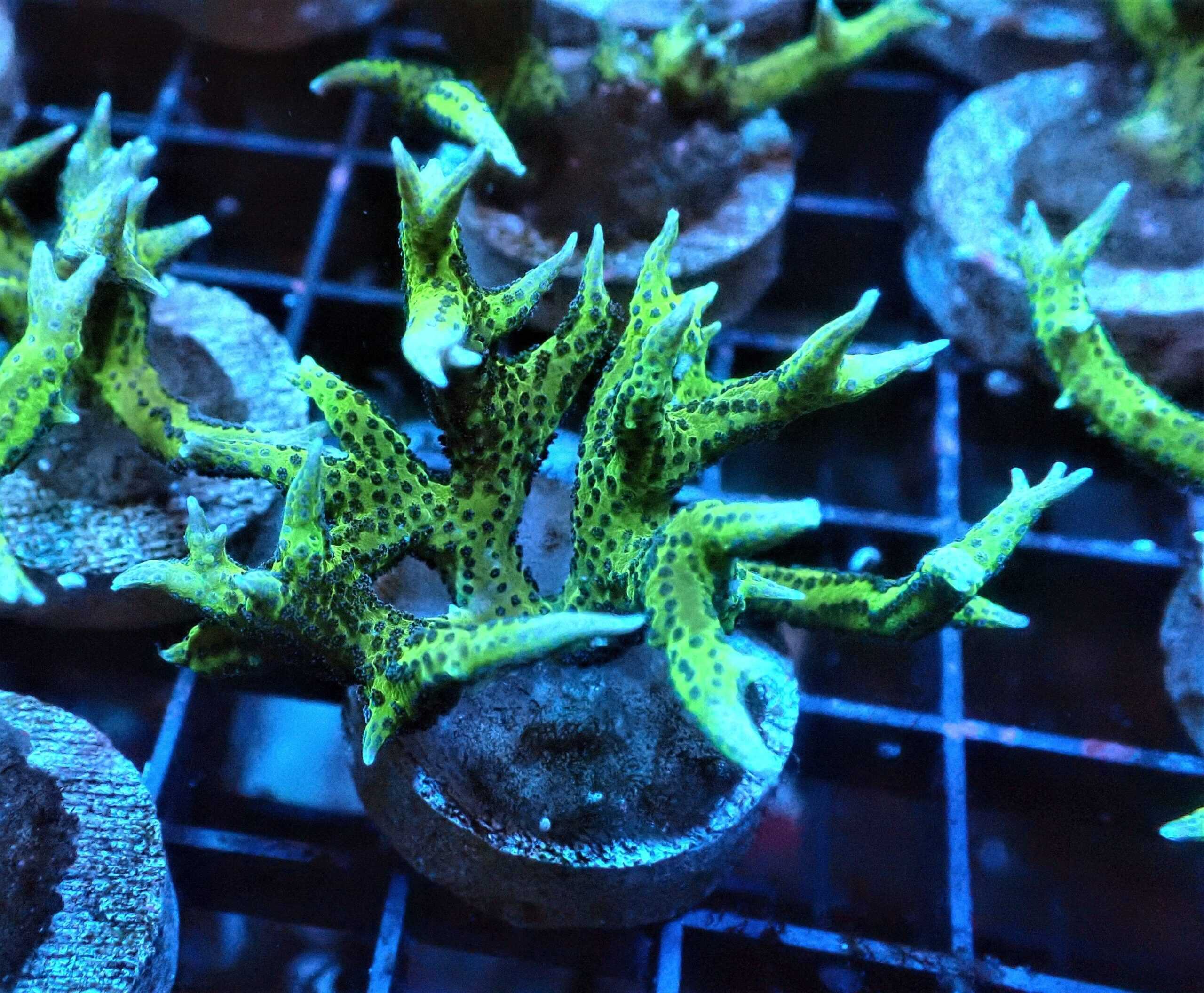 SDC Seri: Green Super Cult