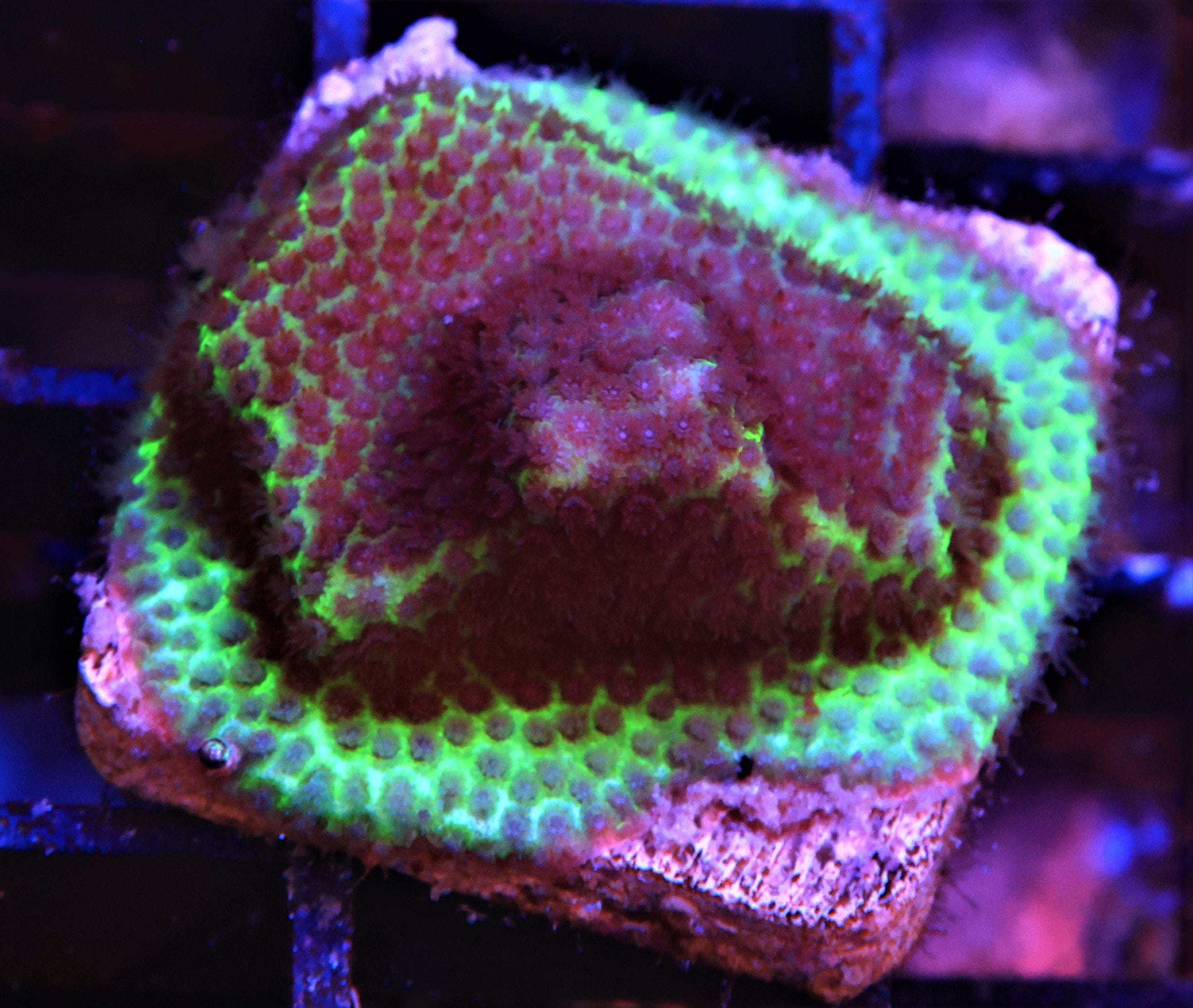 SDC Styloc: Aquaman Cult