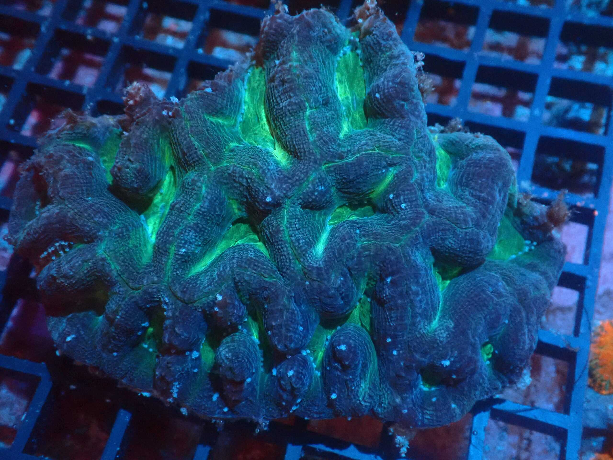 Brain: Acan Hillae/Bower Green