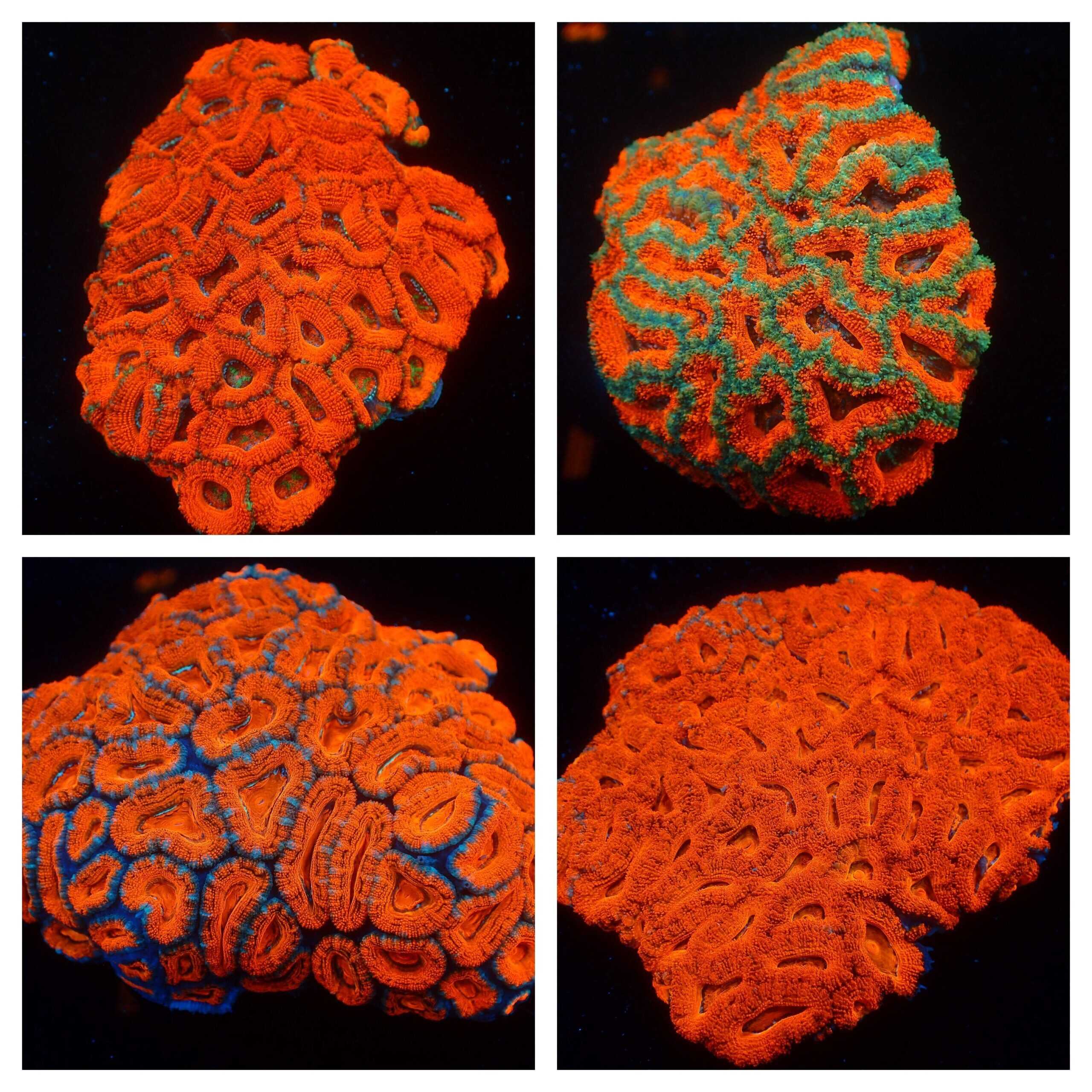 Brain: Acan Lord; Nano Red Super; Aus