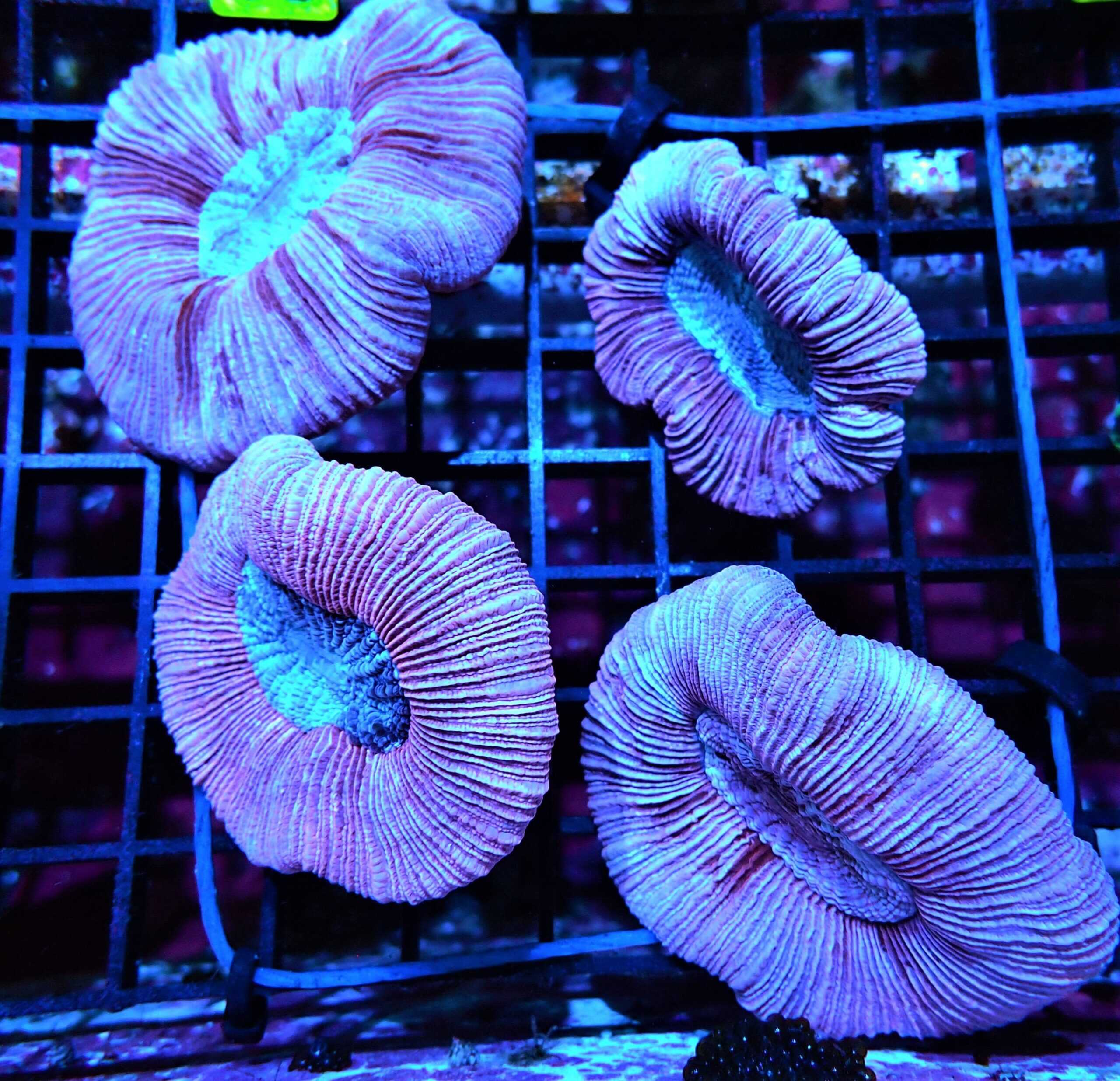 Brain: Lavender; Aust