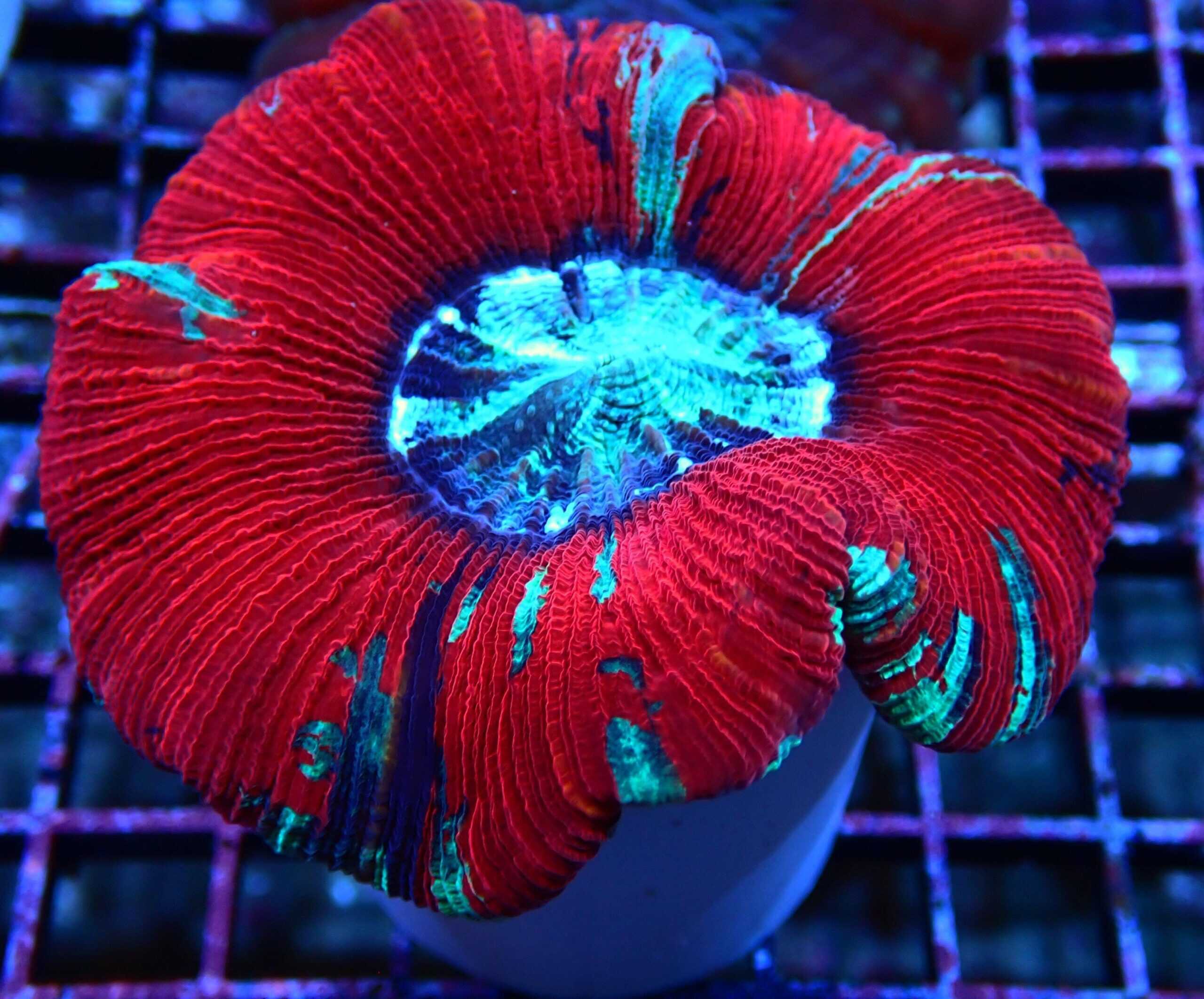 Brain: Red Super; Aust