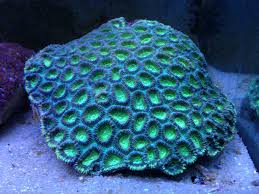 Brain: Favia; Color; Australia