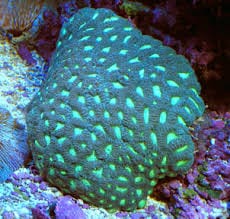 Brain: Favia : Super; Fiji