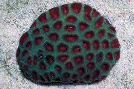 Brain: Favia : Red; Fiji