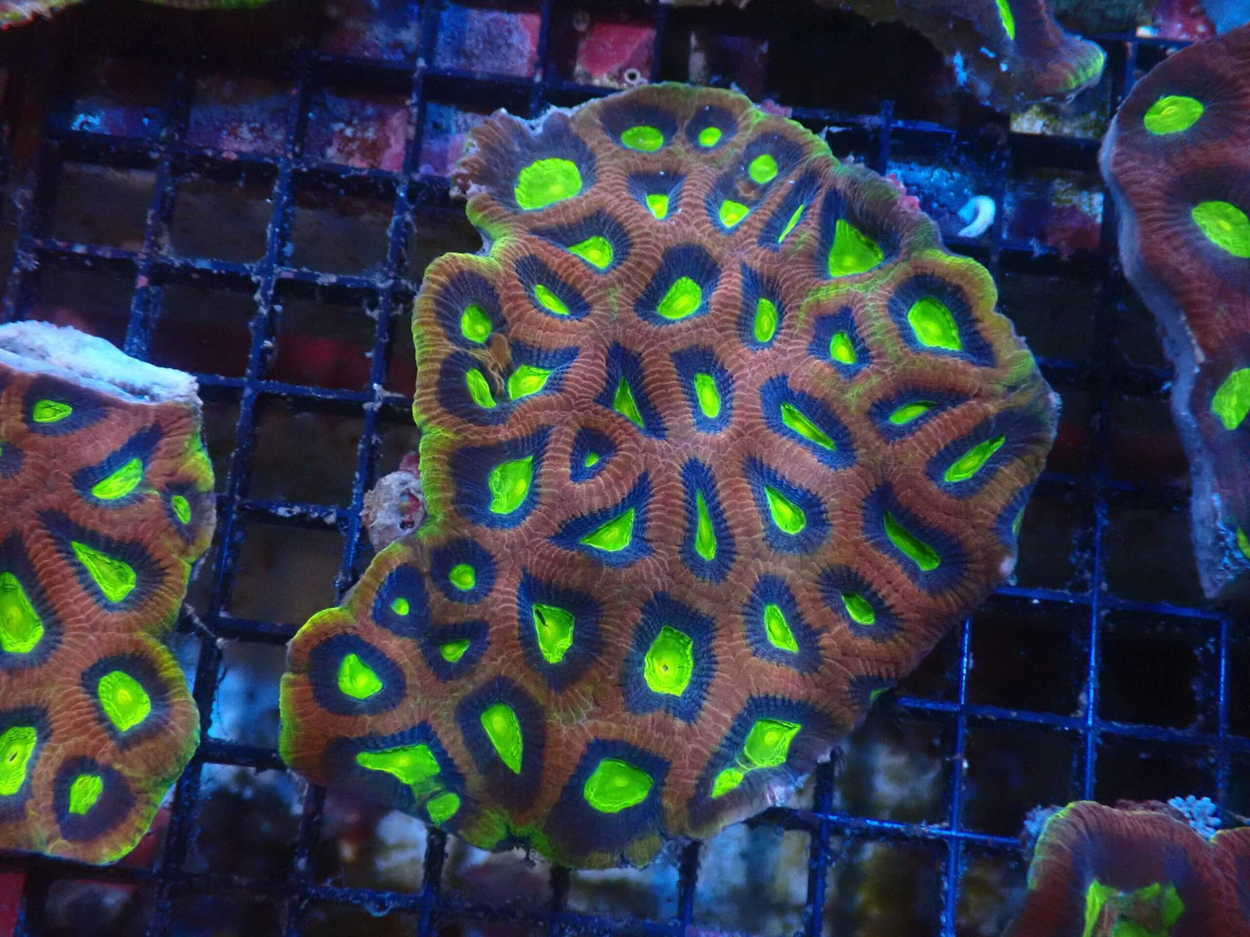 Brain: Favia; Red Prism; Aus