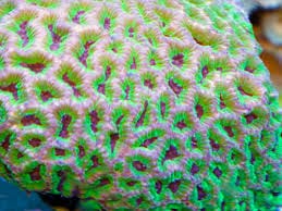 Brain: Favites; Super; Aust