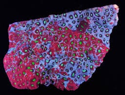 Brain: Favites Red War Austral