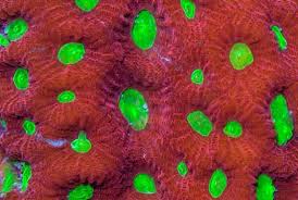 Brain: Favites Red War Sup Aus