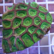 Brain: Honeycomb; Australia