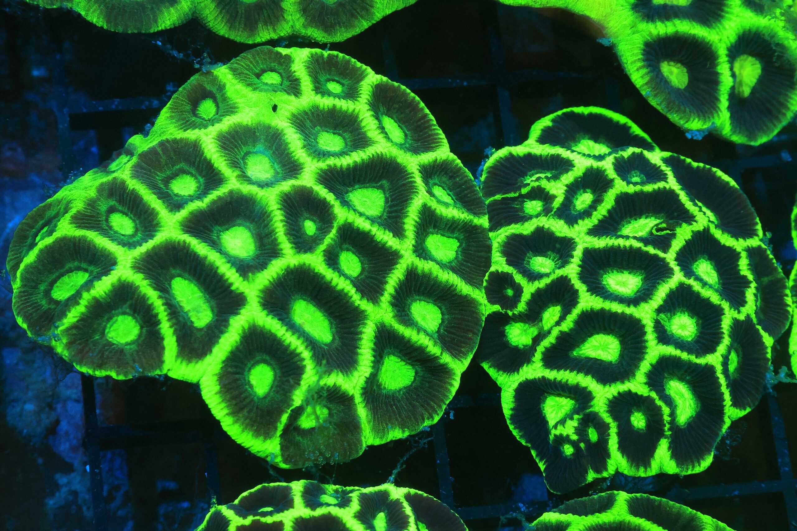 Brain: Honeycomb; Super; Aust