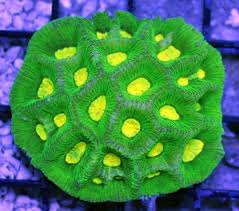 Brain: Honeycomb; Ultra; Aust