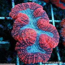 Brain: Lobo; Super; Aust.