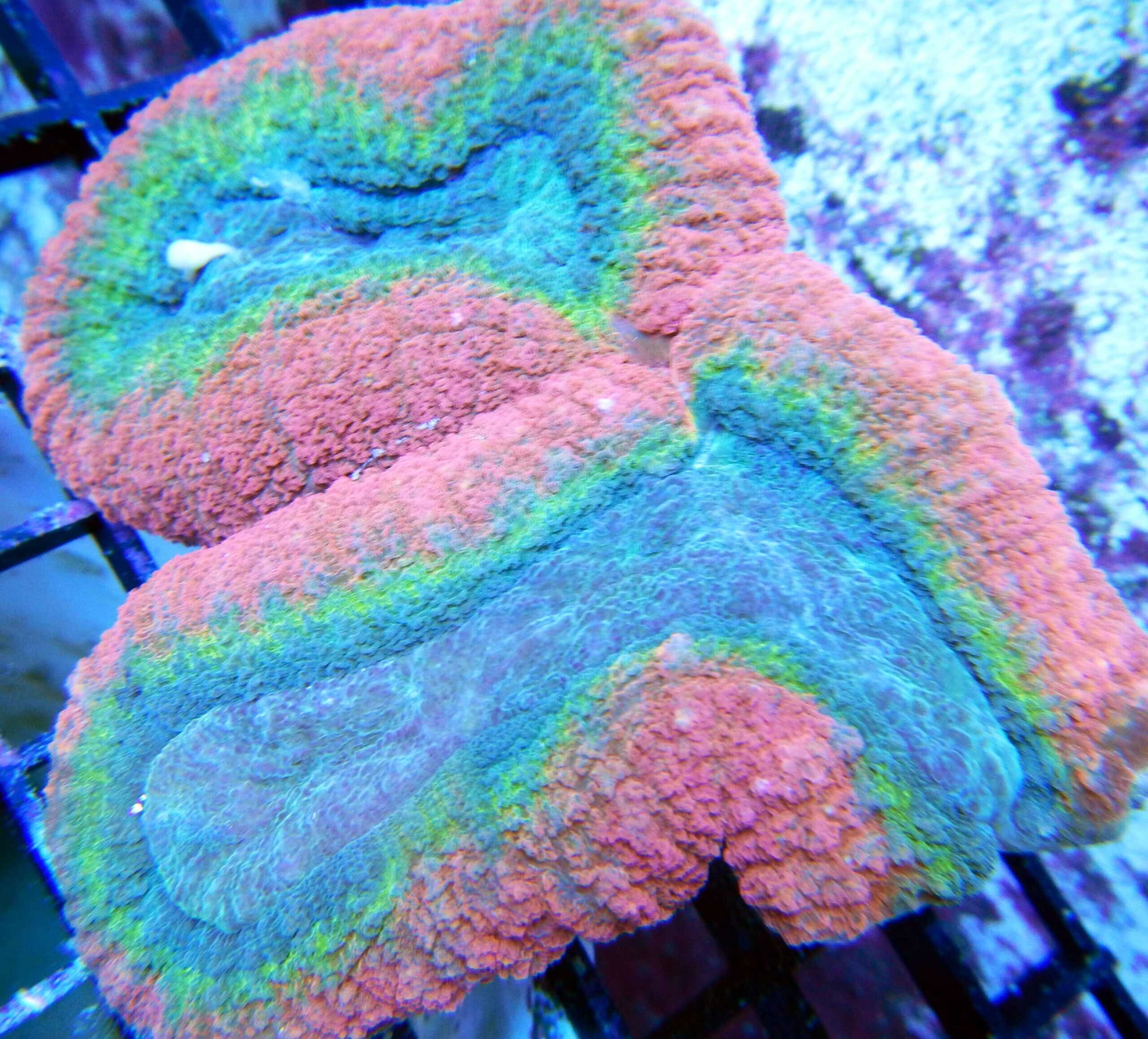 Brain: Lobo; Ultra; Aust.