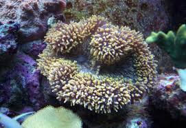 Brain: Lobophyllia; Ultra